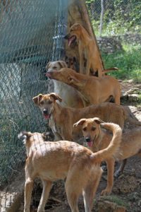 Montego Bay Animal Haven dogs